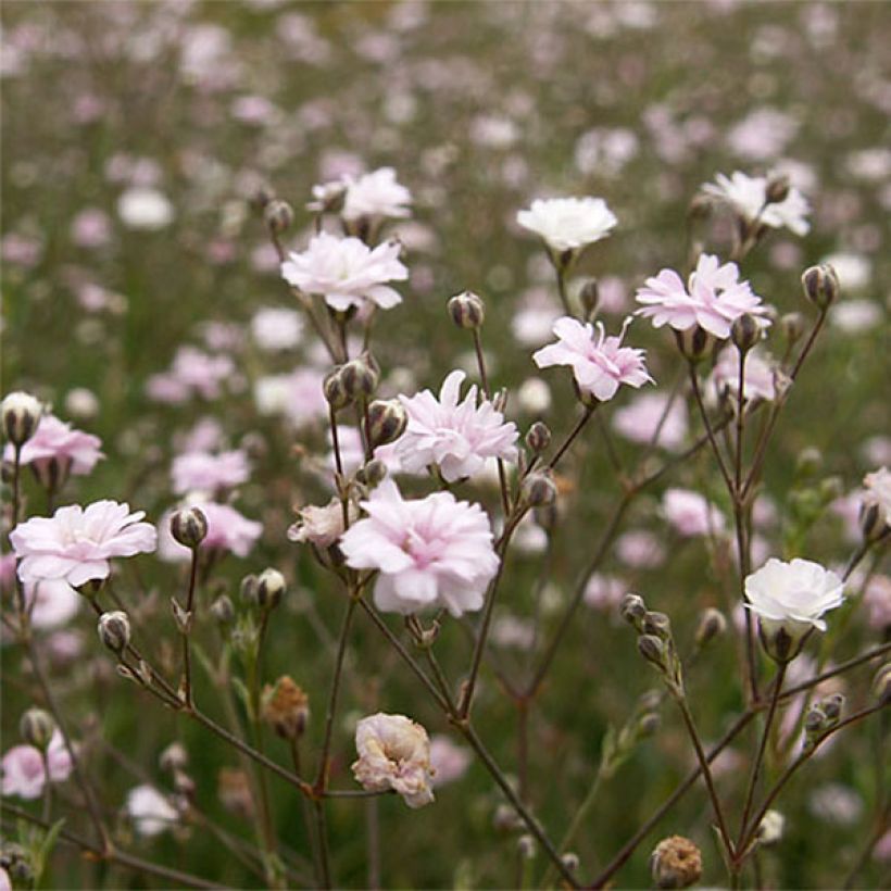 Gypsophila repens Rosa Schönheit - Kruipend gipskruid (Flowering)