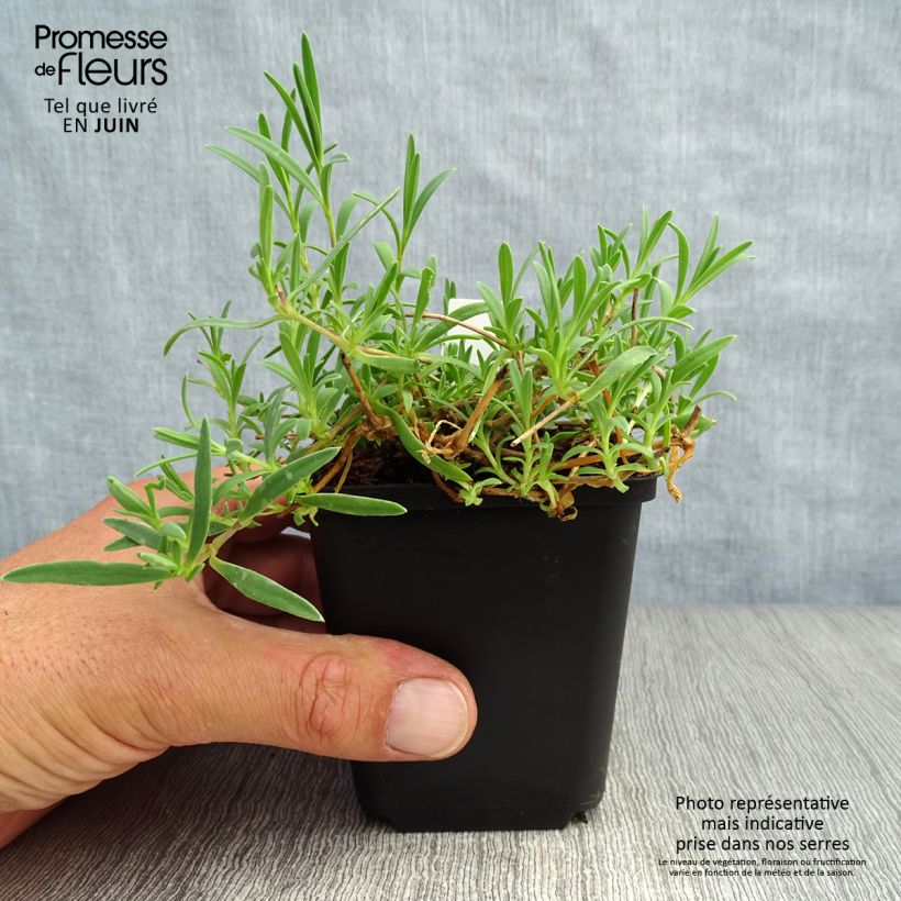 Exemplaar van Gypsophila repens Rosa Schönheit - Kruipend gipskruid Kweekpotje van 8/9 cm zoals geleverd in de zomer
