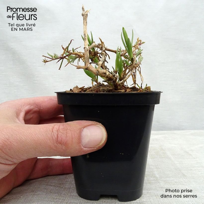 Exemplaar van Gypsophila Festival Pink - Bruidssluier Kweekpotje van 8/9 cm zoals geleverd in de lente