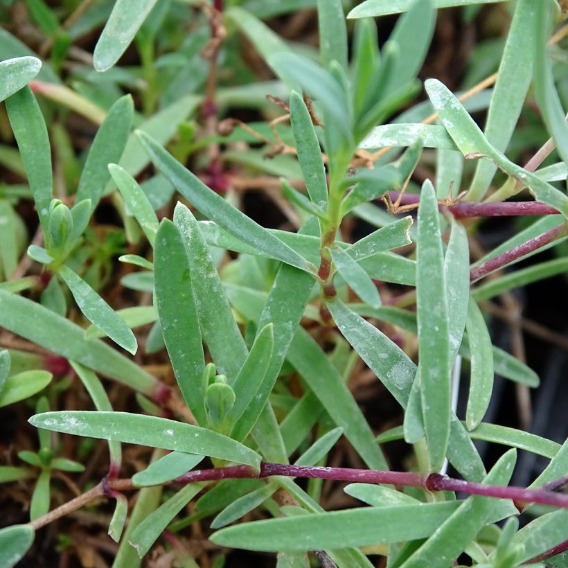 Gypsophila repens Wit - Kruipend gipskruid (Foliage)