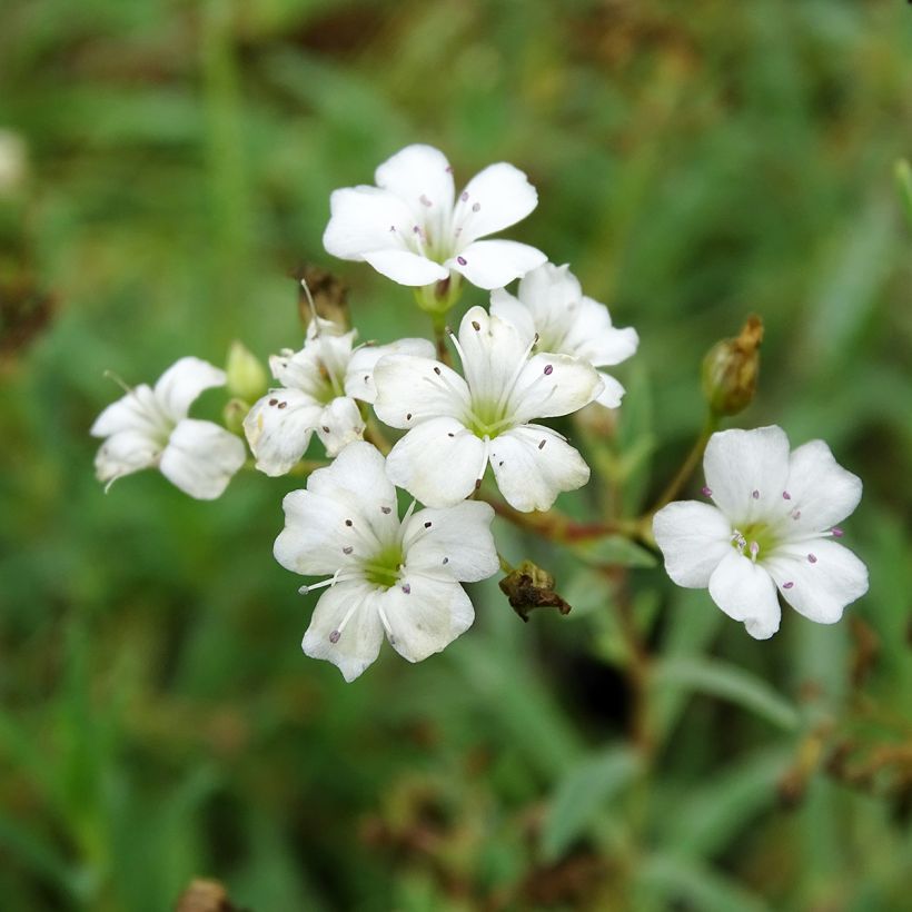 Gypsophila repens Wit - Kruipend gipskruid (Flowering)