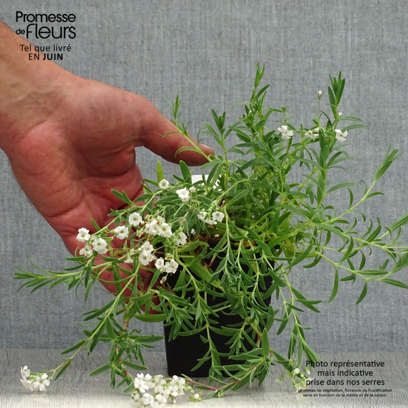 Exemplaar van Gypsophila repens Wit - Kruipend gipskruid Kweekpotje van 8/9 cm zoals geleverd in de zomer