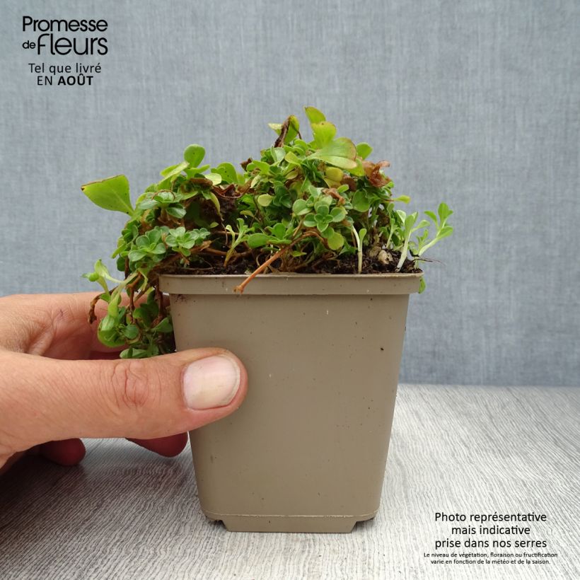 Exemplaar van Gypsophila cerastioides - Gipskruid Kweekpotje van 8/9 cm zoals geleverd in de zomer