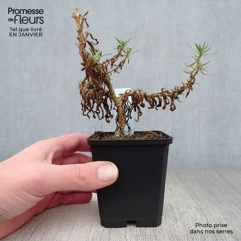 Example of Gypsophile hybride White Festival Kweekpotje van 8/9 cm as you get in hiver