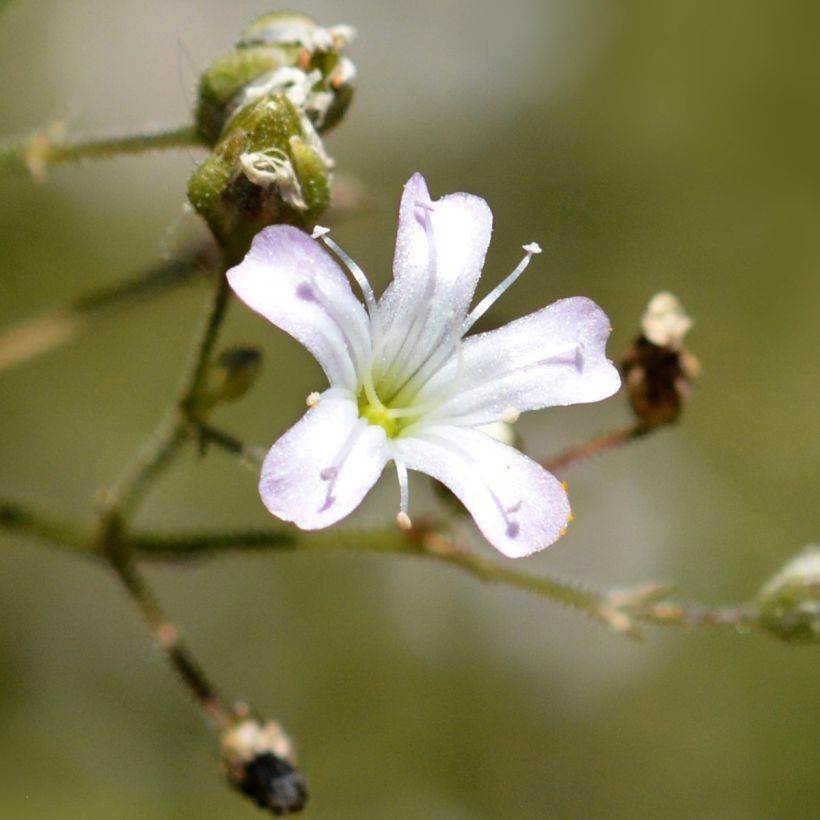 Gypsophila pacifica - Gipskruid (Flowering)
