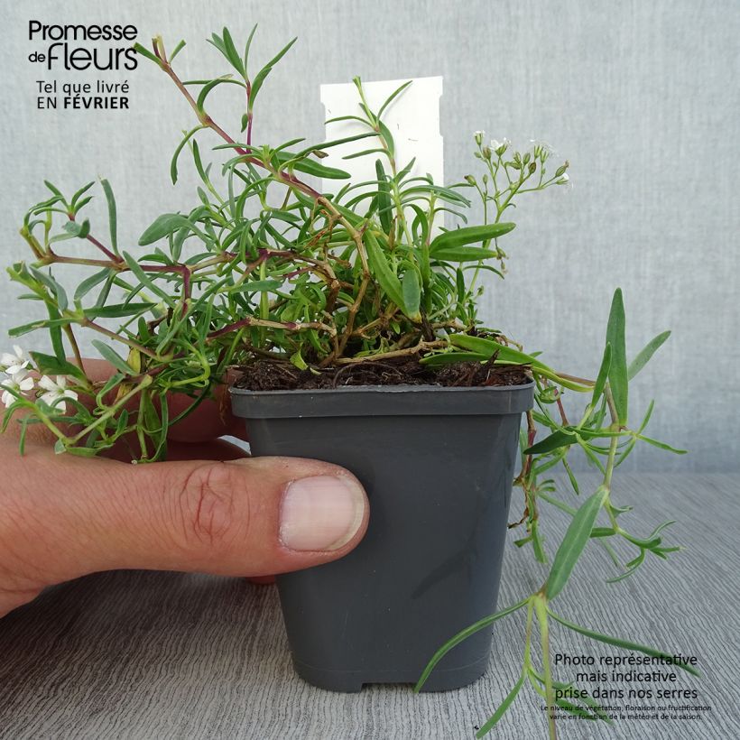 Exemplaar van Gypsophila repens White Angel - Kruipend gipskruid Kweekpotje van 8/9 cm zoals geleverd in de herfst