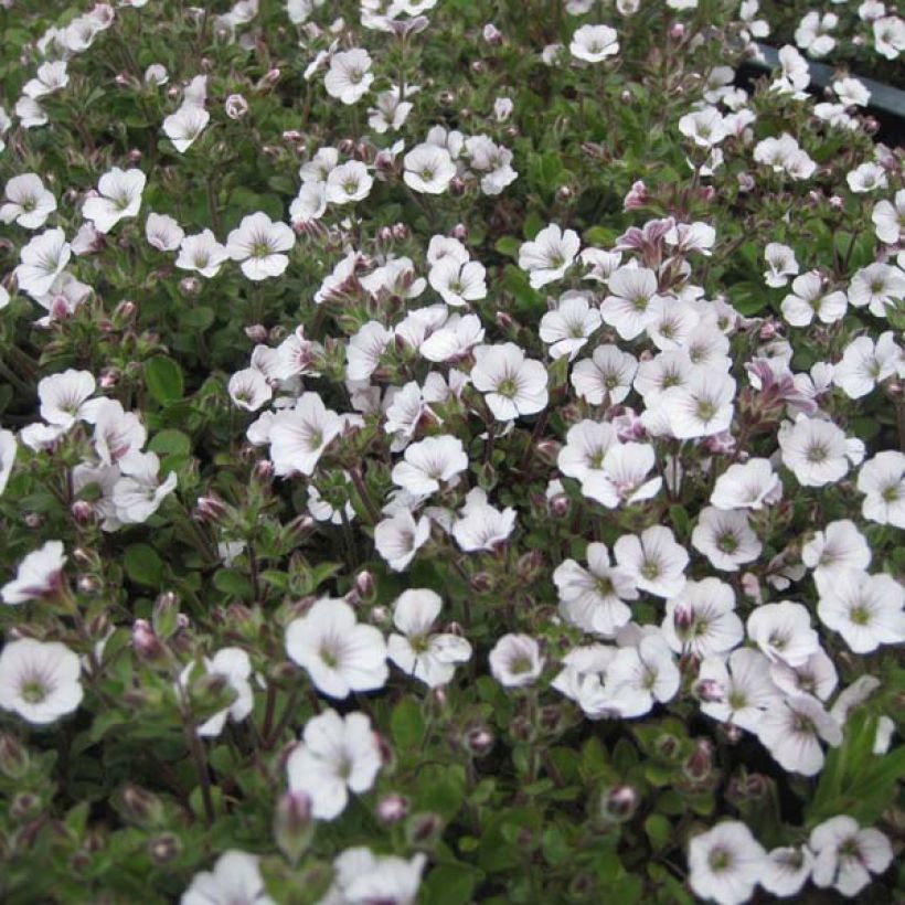 Gypsophila cerastioides - Gipskruid (Plant habit)