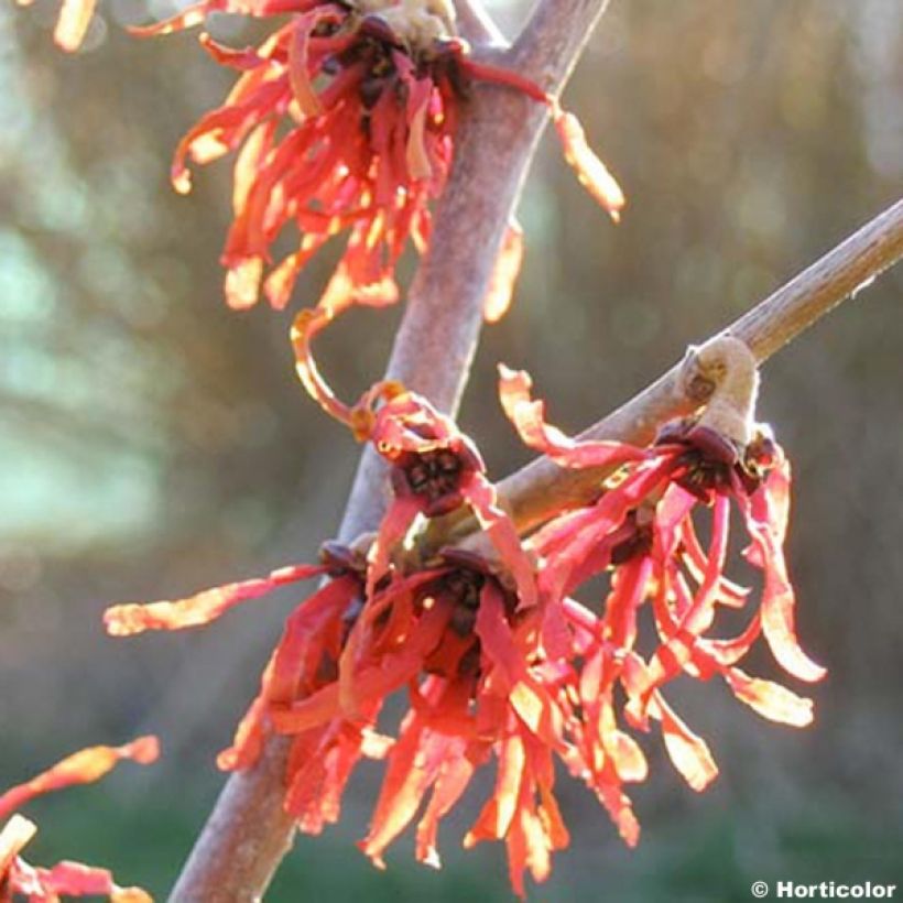 Hamamelis intermedia Diane - Toverhazelaar (Flowering)