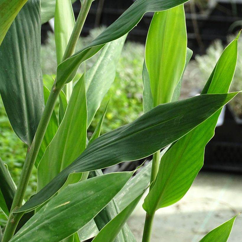 Hedychium coccineum Tara (Blad)