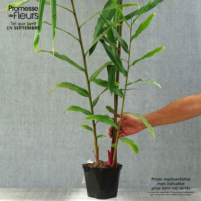 Exemplaar van Hedychium Elizabeth - Gemberlelie Pot van 3 l/4 l zoals geleverd in de herfst
