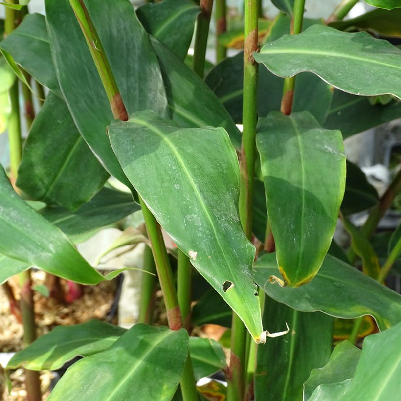Hedychium deceptum - Gemberlelie (Blad)