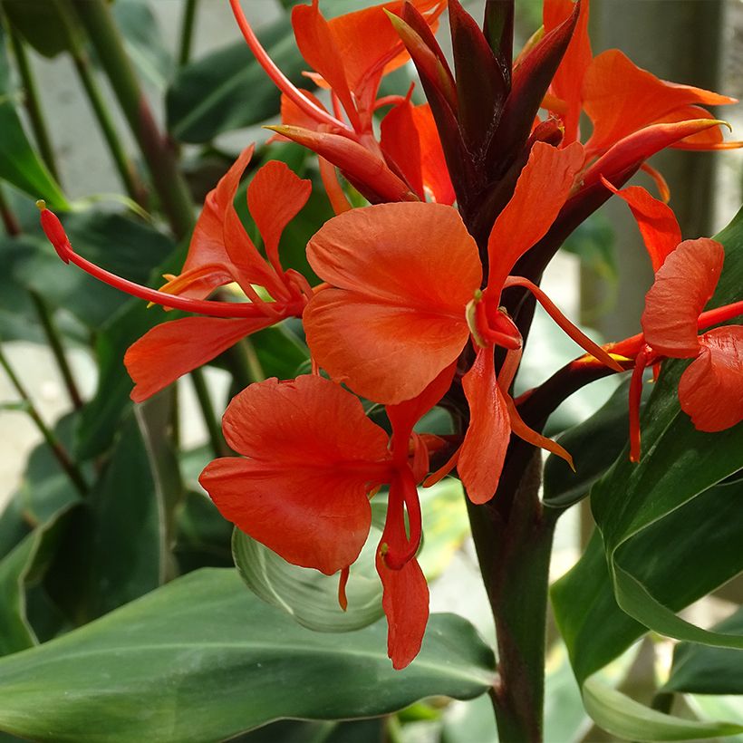 Hedychium deceptum - Gemberlelie (Bloei)