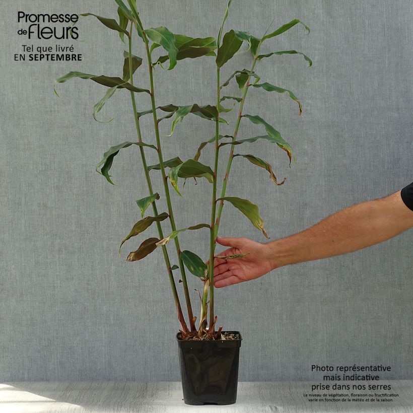 Exemplaar van Hedychium deceptum - Gemberlelie Pot van 3 l/4 l zoals geleverd in de herfst