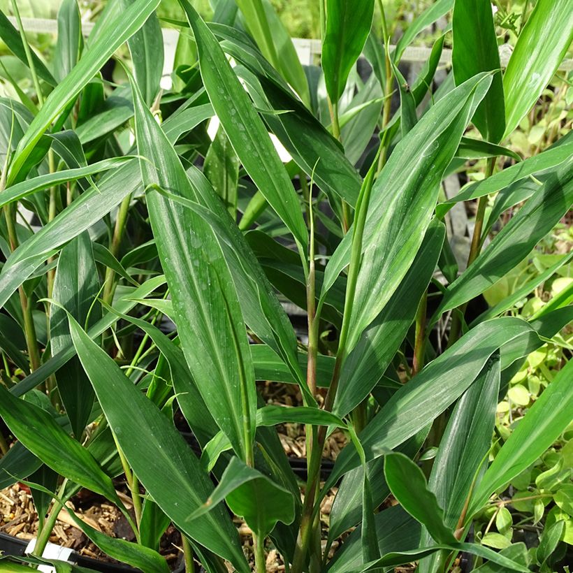 Hedychium villosum tenuiflorum - Gemberlelie (Blad)