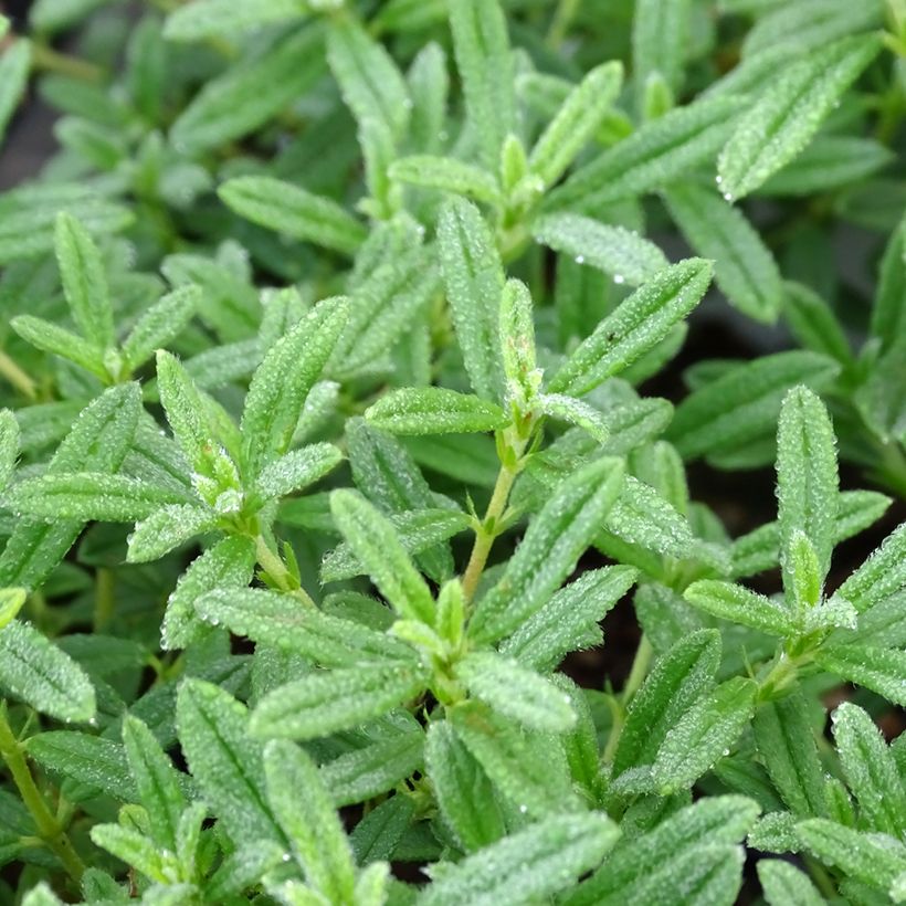 Helianthemum Golden Queen - Zonneroosje (Blad)