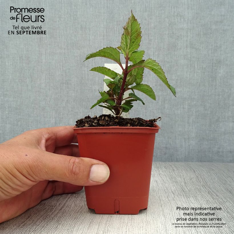 Exemplaar van Heliopsis Punto Rosso - Zonneoog Kweekpotje van 8/9 cm zoals geleverd in de herfst