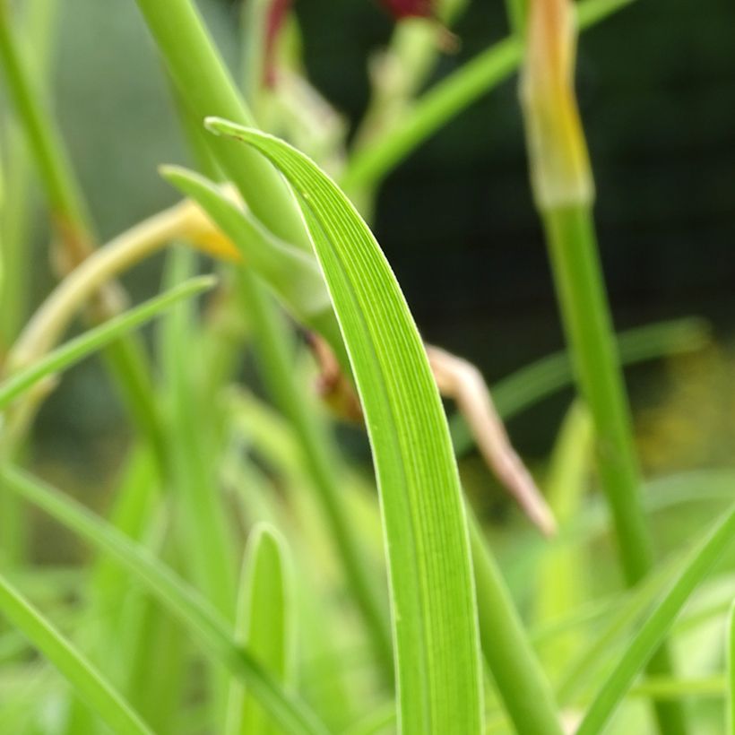 Hemerocallis Final Touch - Daglelie (Foliage)