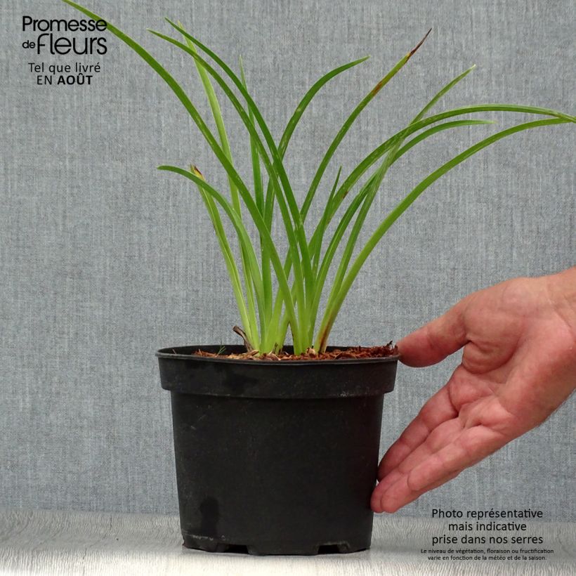 Exemplaar van Hemerocallis Mildred Mitchell - Daglelie Pot van 2 l/3 l zoals geleverd in de zomer