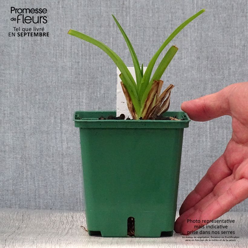 Exemplaar van Hemerocallis Pandora s Box - Daglelie Pot van 1 l/1,5 l zoals geleverd in de herfst