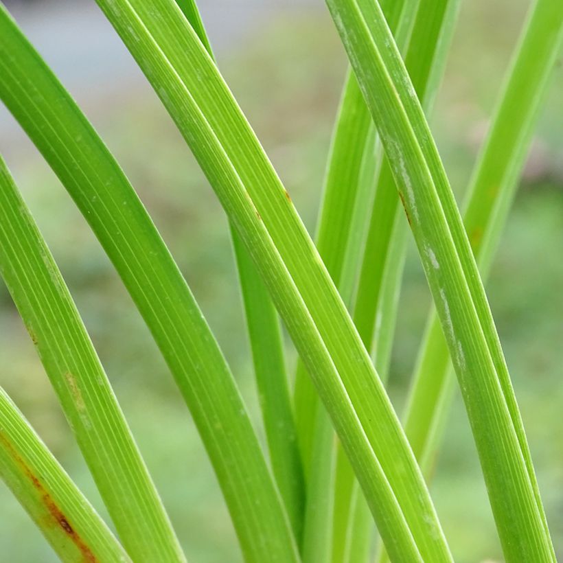 Hemerocallis Mildred Mitchell - Daglelie (Foliage)