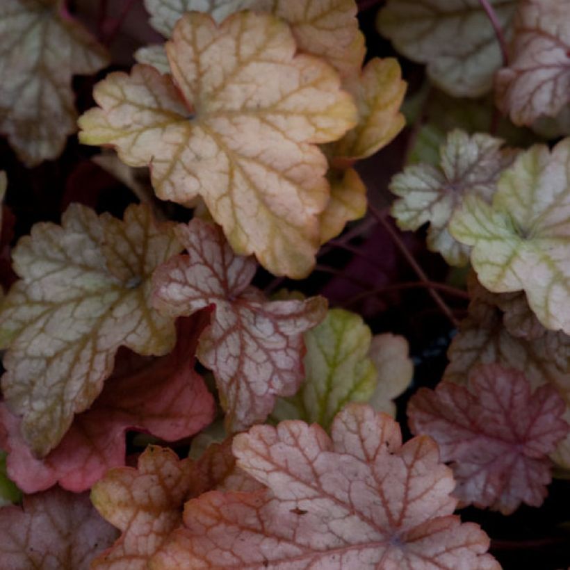 Heuchera Vienna - Purperklokje (Blad)