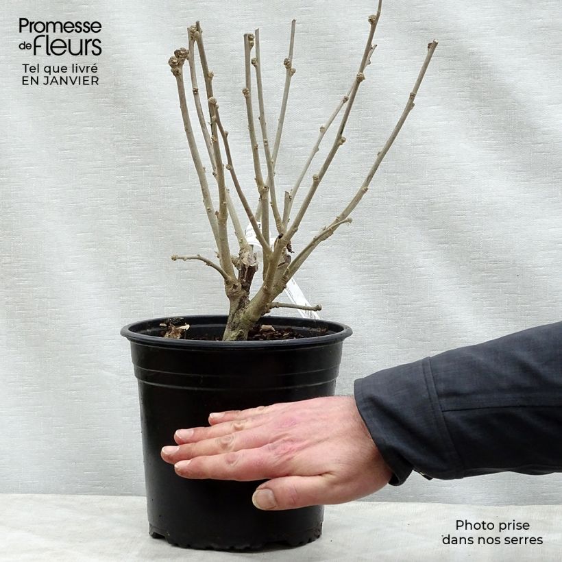 Example of HIbiscus Russian Violet (II) - Althea rose violacé Pot van 3 l/4 l as you get in hiver