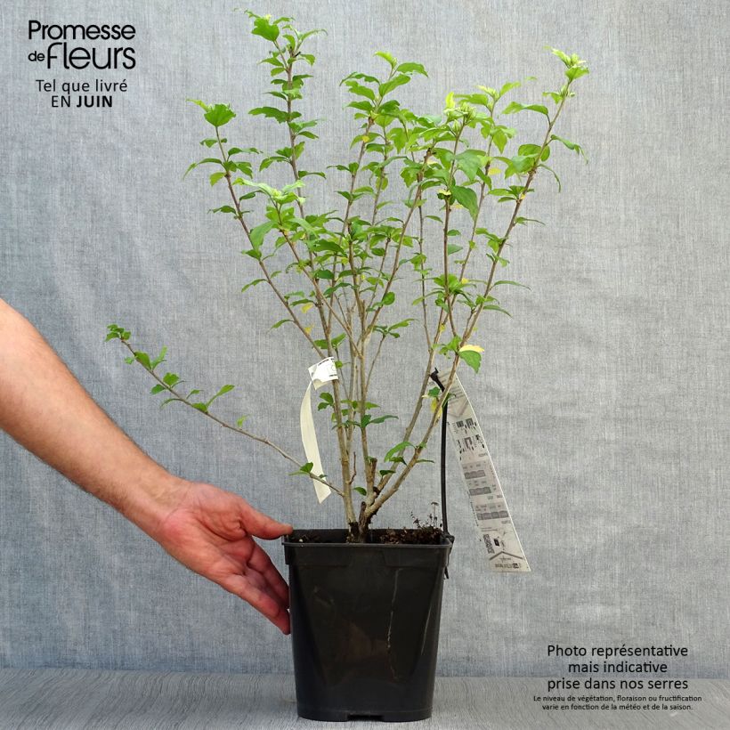 Exemplaar van Hibiscus syriacus Russian Violet - Tuinhibiscus Pot van 3 l/4 l zoals geleverd in de zomer