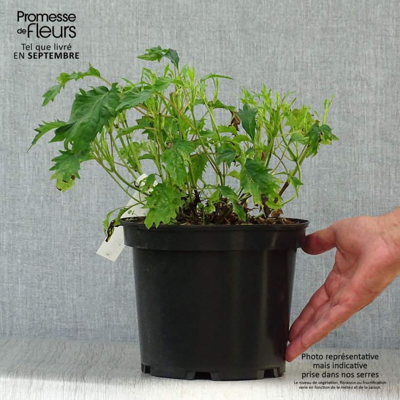 Exemplaar van Hydrangea arborescens Emerald lace - struikhortensia Pot van 4 l/5 l zoals geleverd in de herfst