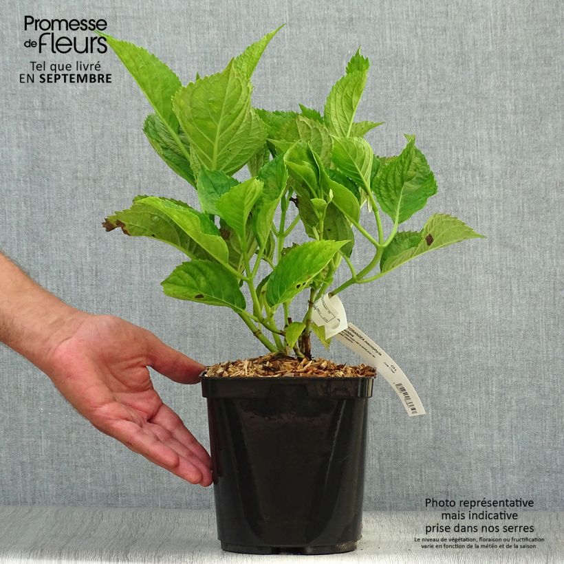 Exemplaar van Hydrangea macrophylla Buchfink - Bolhortensia Pot van 2 l/3 l zoals geleverd in de herfst