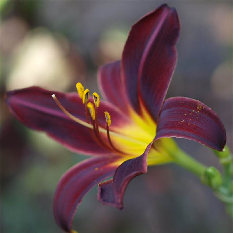Hemerocallis American Revolution - Daglelie (Flowering)