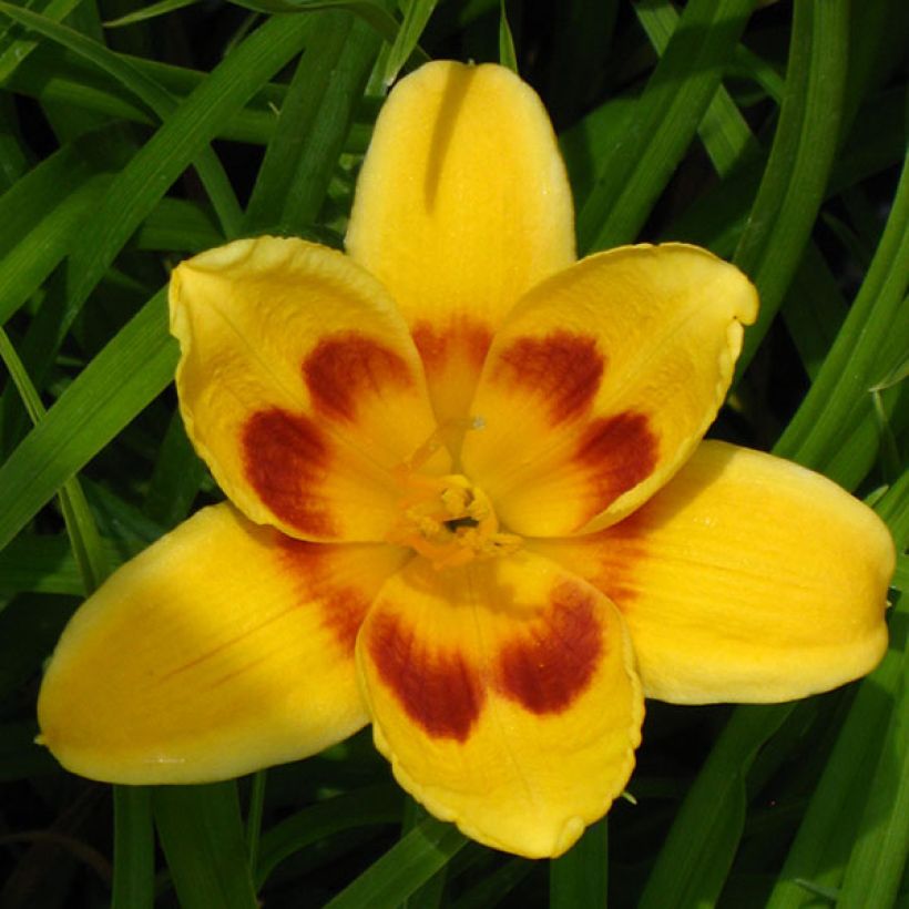 Hemerocallis Black Eyed Susan - Daglelie (Flowering)