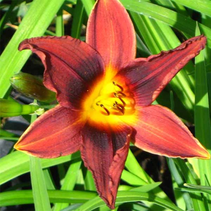 Hemerocallis Black Prince - Daglelie (Flowering)