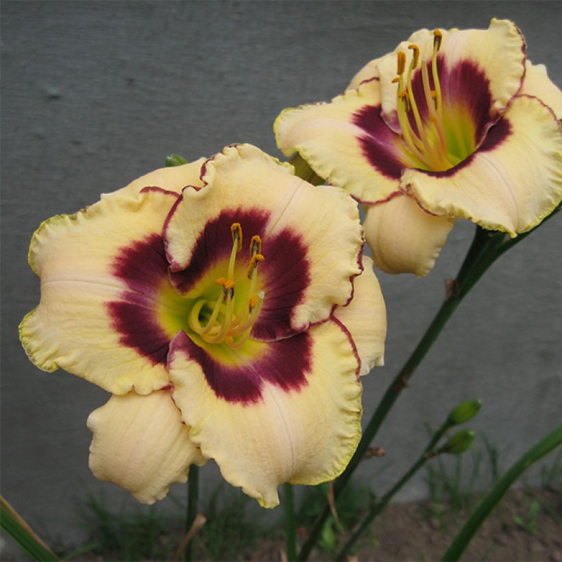 Hemerocallis Canadian Border Patrol - Daglelie (Bloei)