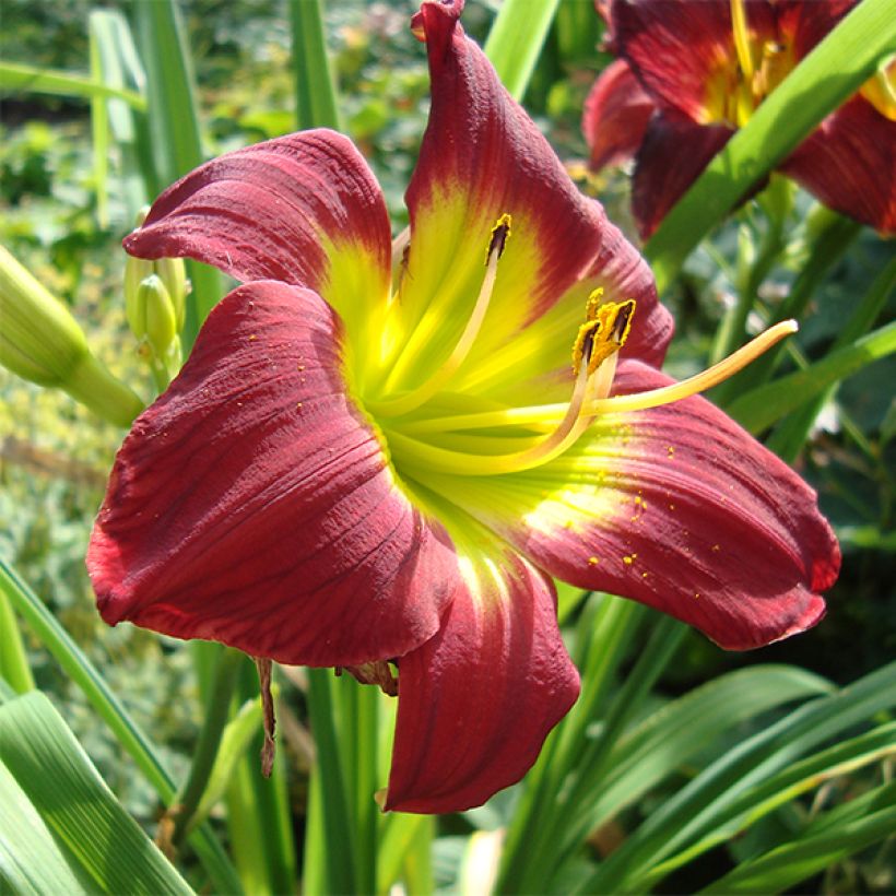 Hemerocallis Christmas Is - Daglelie (Bloei)