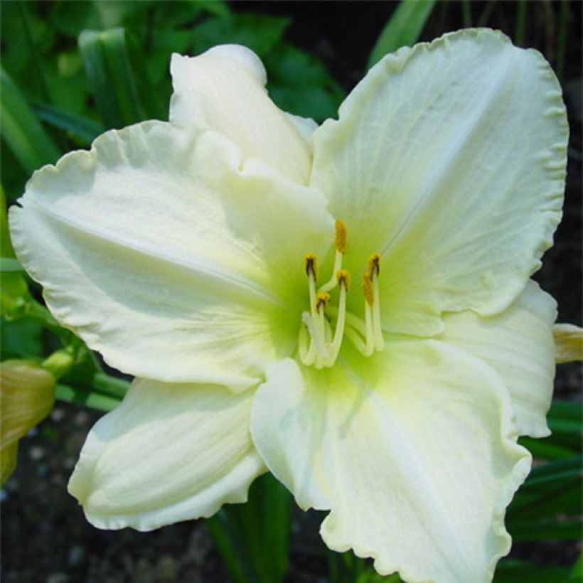 Hemerocallis Lime Frost - Daglelie (Bloei)