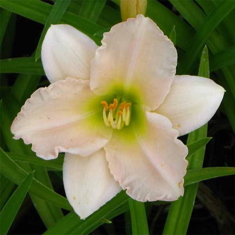 Hemerocallis Lullaby Baby - Daglelie (Bloei)