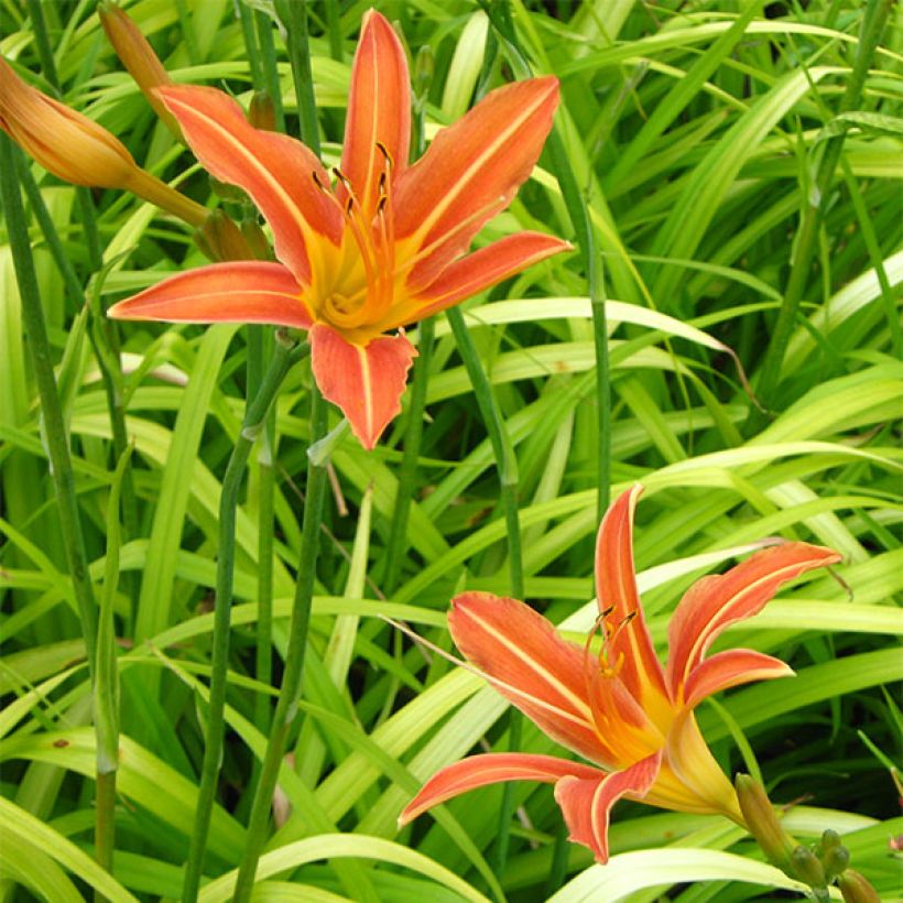 Hemerocallis Margaret Perry - Daglelie (Flowering)
