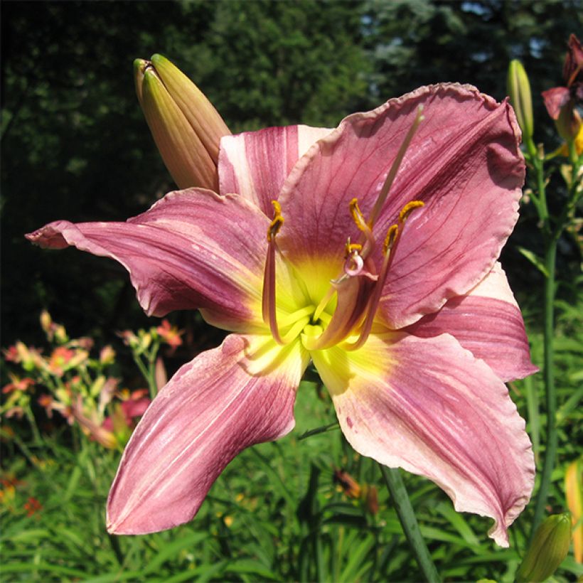 Hemerocallis Prairie Blue Eyes - Daglelie (Flowering)