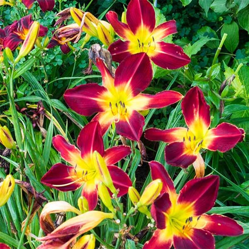 Hemerocallis Ruby Spider - Daglelie (Bloei)