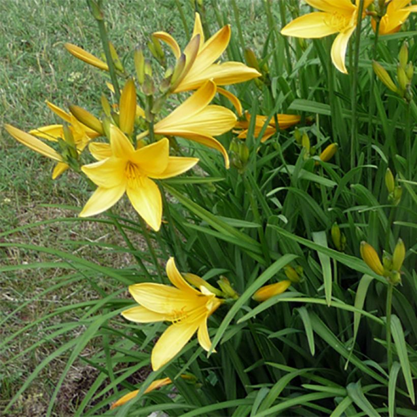 Hemerocallis citrina - Daglelie (Flowering)