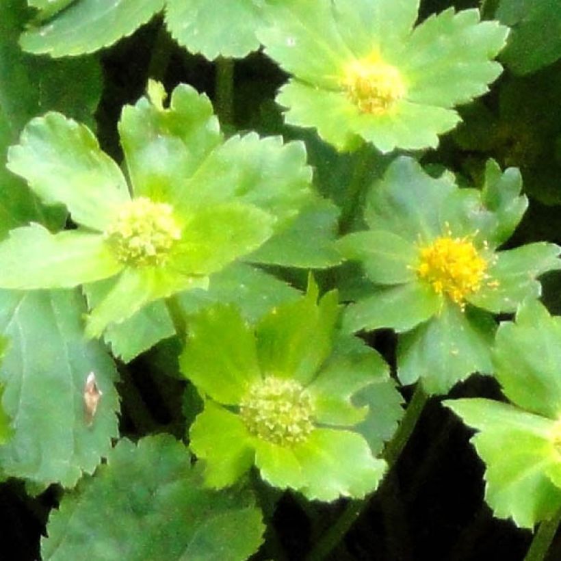 Hacquetia epipactis - Voorjaarsster (Blad)