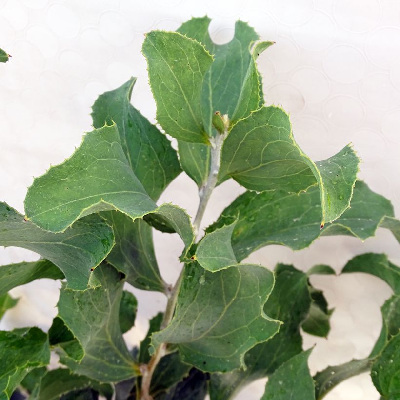 Hakea victoria - Hakea victoria (Foliage)