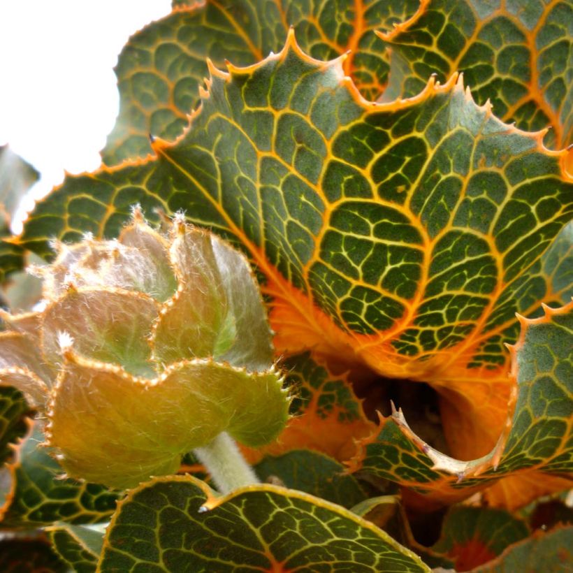 Hakea victoria - Hakea victoria (Flowering)