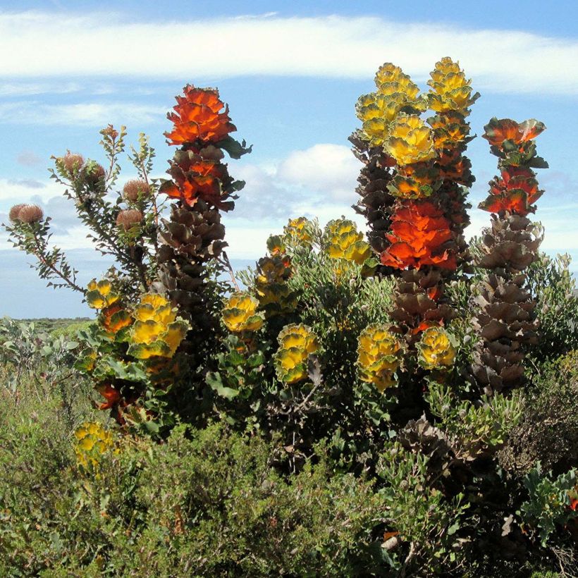 Hakea victoria - Hakea victoria (Plant habit)