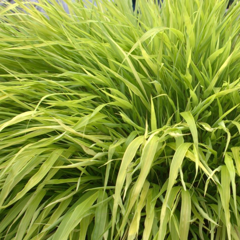 Hakonechloa macra All Gold - Japans berggras (Foliage)