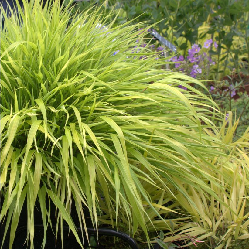 Hakonechloa macra All Gold - Japans berggras (Plant habit)