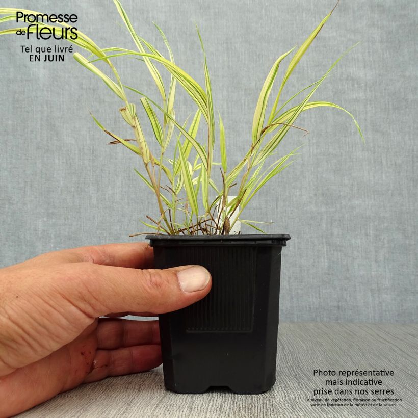 Exemplaar van Hakonechloa macra Aureola - Japans berggras Kweekpotje van 7/8 cm zoals geleverd in de zomer