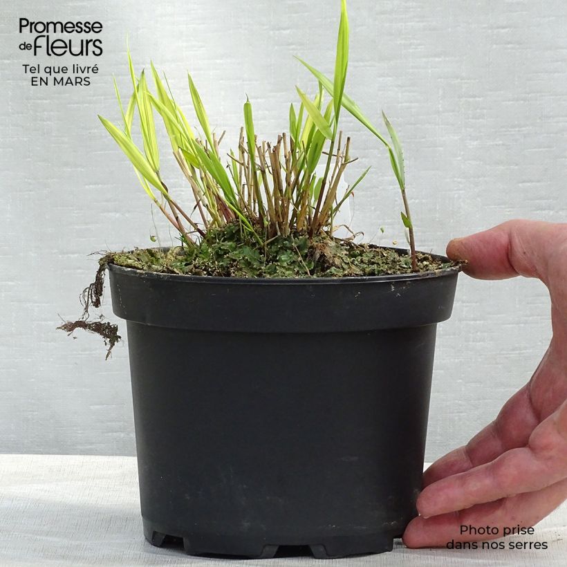 Exemplaar van Hakonechloa macra Aureola - Japans berggras Pot van 2 l/3 l zoals geleverd in de lente