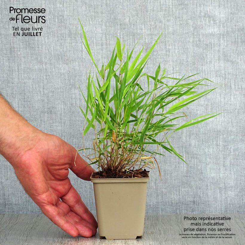 Exemplaar van Hakonechloa macra Beni-Kaze - Japans berggras Kweekpotje van 8/9 cm zoals geleverd in de zomer