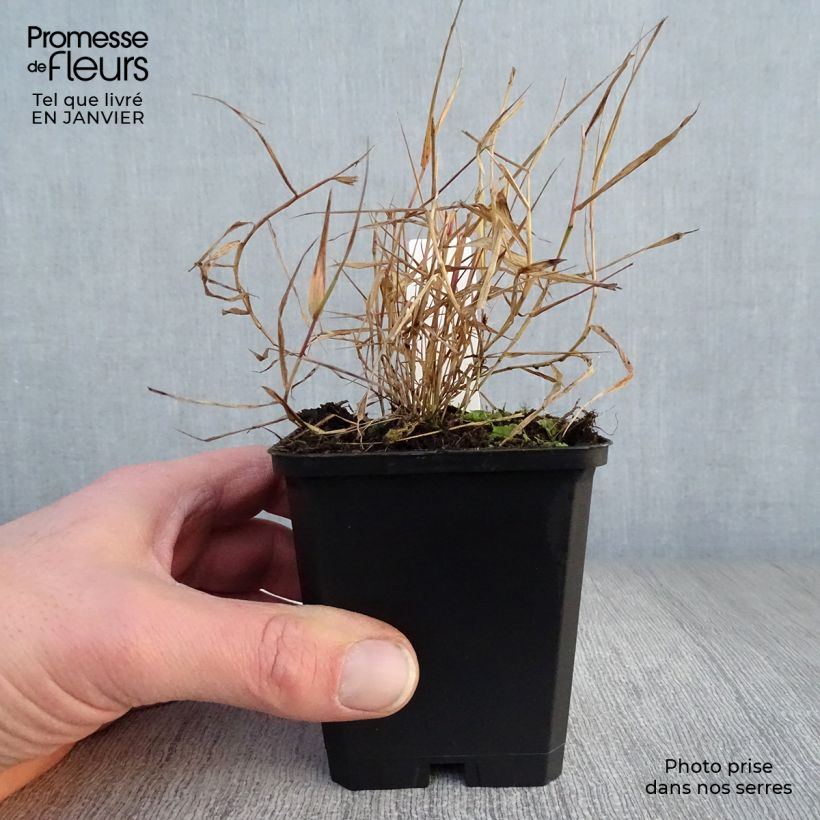 Example of Hakonechloa macra Beni-Kaze - Herbe du Japon Kweekpotje van 8/9 cm as you get in hiver